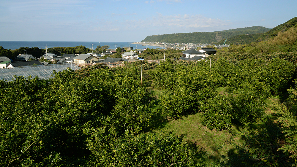 アールグレイ earlgrey 栽培風景 ベルガモット bergamot 海沿い 畑 室戸市 安芸市