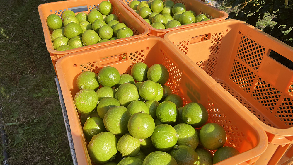 アールグレイ earlgrey 栽培風景 ベルガモット bergamot 海沿い 畑 室戸市 安芸市 木なり
