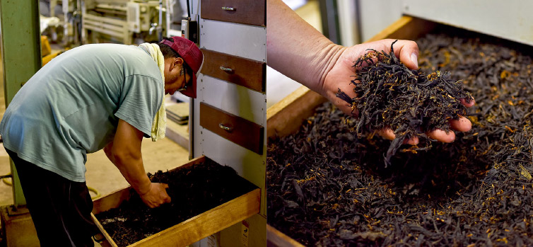 健一さんと茶葉写真