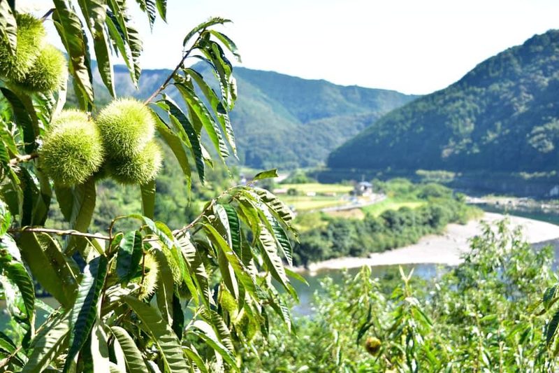 四万十川流域の山あいで実る栗の木