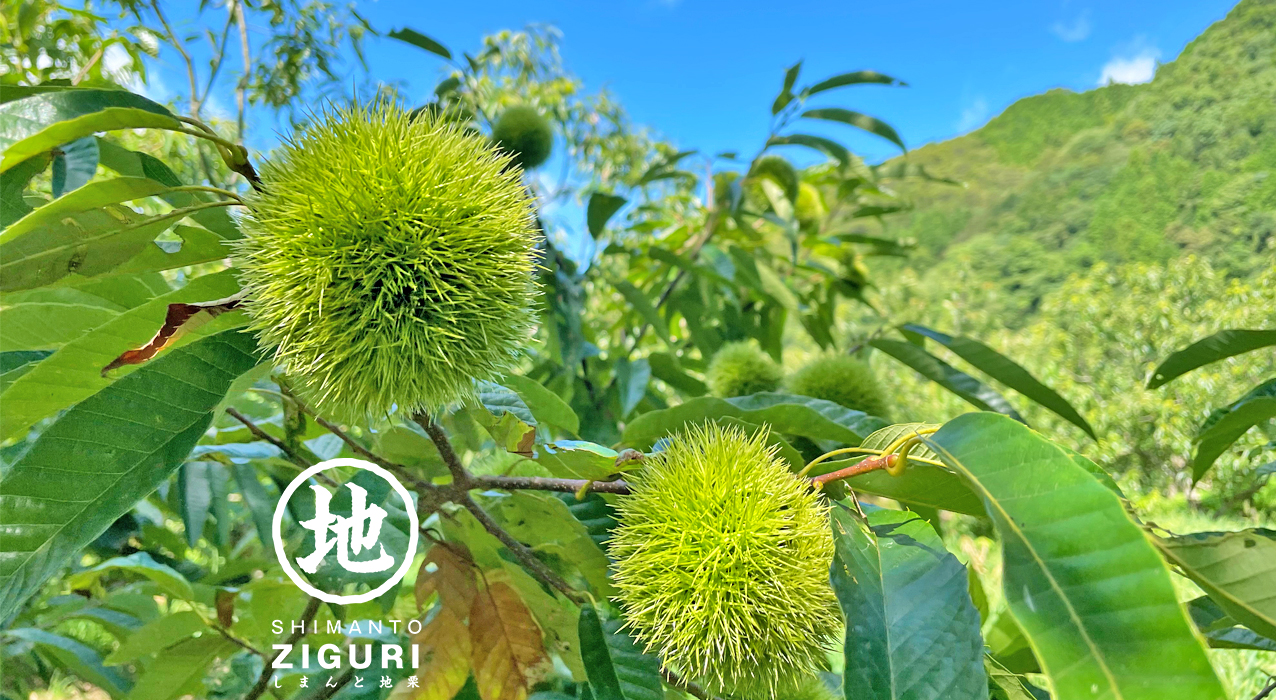 新栗 お歳暮 冬ギフト お中元 夏ギフト 国産 和栗 栗 モンブラン 四万十からの贈り物 ギフト 四万十川 プレゼント 敬老の日 しまんと地栗 おうち 高知 お取り寄せ