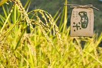 かおり米 お米 精米済み 高知 