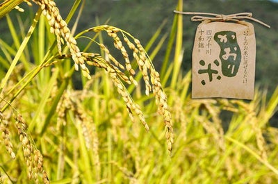 かおり米 お米 精米済み 高知 