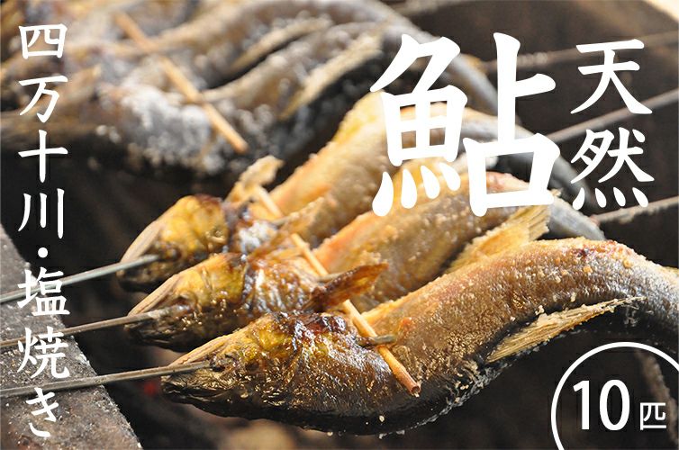 清流四万十川育ち「天然鮎の塩焼き 10匹」おいしさの秘密は苔の味