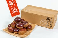 しまんと地栗 シマントジグリ 和栗 四万十 国産 生栗 